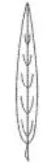 <p>outline</p>