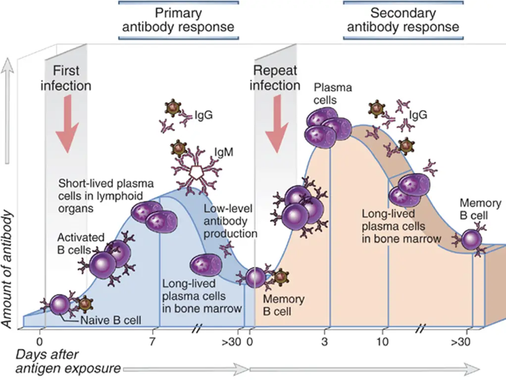 <p>The <strong>primary immune response</strong> is the initial exposure to the antigen. The <strong>secondary immune response</strong> is the second/subsequent exposure to the same pathogenic antigen. </p><p>The primary immune response is relatively long (slow) because there are no memory cells yet, and they haven’t been activated or cloned. Symptoms show. But a secondary immune response is much faster because memory cells for that antigen already exist.</p>