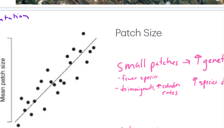 <p>How does patch size correlate to habitat amount?</p>