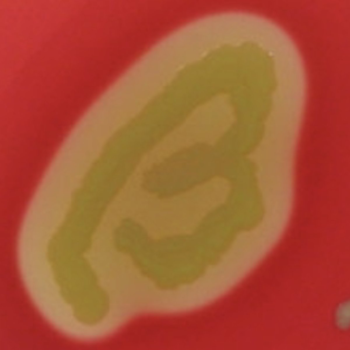 <p>beta (transparent)</p>