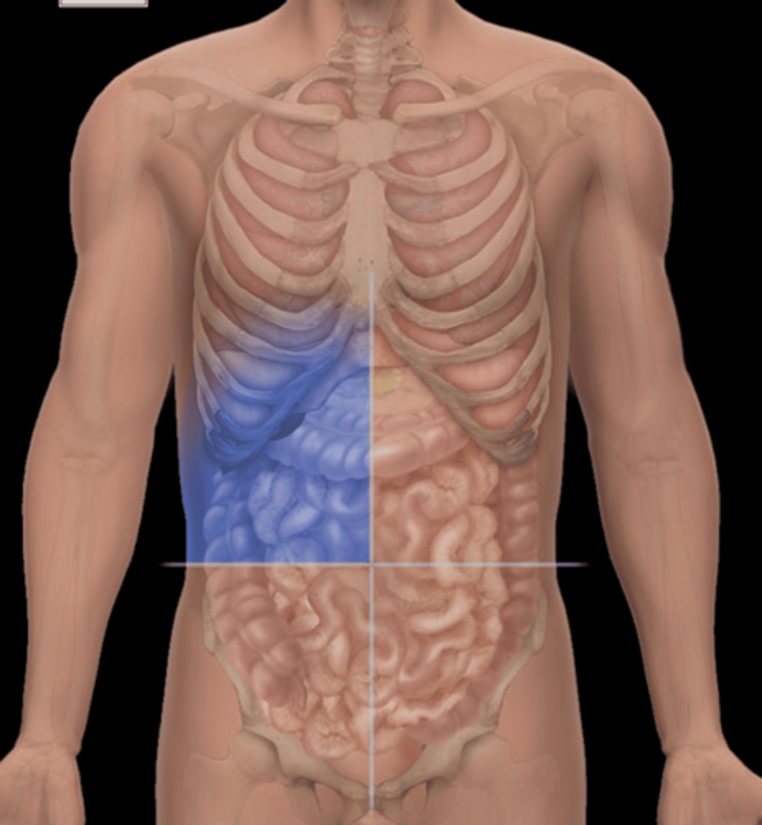 knowt flashcard image