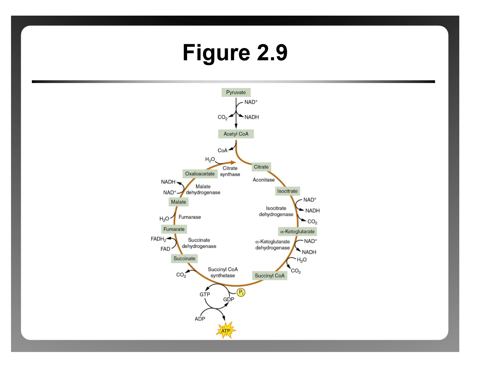 <p>What is the Krebs cycle? What is the Ratio? What does 2 acetyl-CoA create? What is the ATP Yield</p>