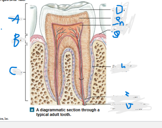<p>What is E?</p>