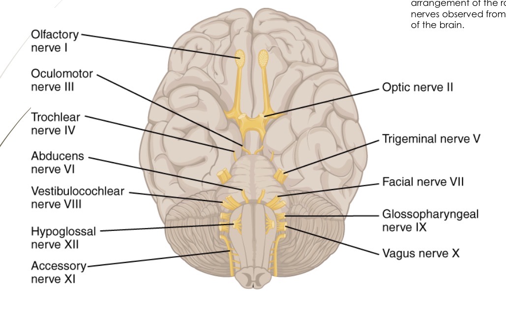 <ul><li><p>Olfactory (CN l)</p><ul><li><p>Type - sensory</p></li><li><p>Basic function - smell</p></li></ul></li><li><p>Optic (CN ll)</p><ul><li><p>Type - sensory</p></li><li><p>Basic function - vision</p></li></ul></li><li><p>Oculomotor (CN lll)</p><ul><li><p>Type - motor</p></li><li><p>Basic function - Motor (somatic): eye muscles (levator palpebrae superioris, medial rectus, superior rectus, inferior rectus, inferior oblique)</p></li></ul></li><li><p>Trochlear (CN lV)</p><ul><li><p>Type - motor</p></li><li><p>Basic function - eye muscles (superior oblique)</p></li></ul></li><li><p>Trigeminal (CN V)</p><ul><li><p>Type - mixed (sensory and motor)</p></li><li><p>Basic function - Motor: muscles of mastication (chewing) - eg. temporalis, masseter. Sensory: skin of face/scalp</p></li></ul></li><li><p>Abducens (CN Vl)</p><ul><li><p>Type - motor</p></li><li><p>Basic function - eye muscles (lateral rectus)</p></li></ul></li><li><p>Facial (CN Vll)</p><ul><li><p>Type - mixed (sensory and motor)</p></li><li><p>Basic function: motor (somatic): muscles of facial expression - eg: platysma, orbicularis oris, orbicularis oculi, frontalis</p></li></ul></li><li><p>Accessory (Xl)</p><ul><li><p>Type - motor</p></li><li><p>Basic function - innervates sternocleidomastoid and trapezius</p></li></ul></li><li><p>Hypoglossal (Xll)</p><ul><li><p>Type - motor</p></li><li><p>Basic function - muscles of tongue</p></li></ul></li></ul><p></p>