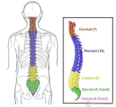 <p>the vertebral column </p>