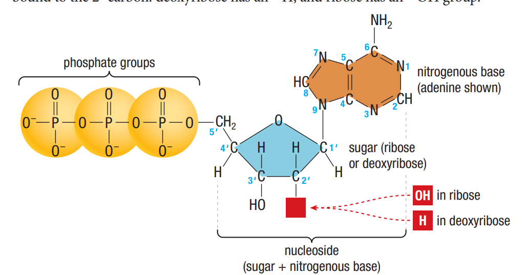 <p>subunits: Nitrogenous base (A,T,G,C,U) + 5-C sugar + phosphate group</p><p></p>