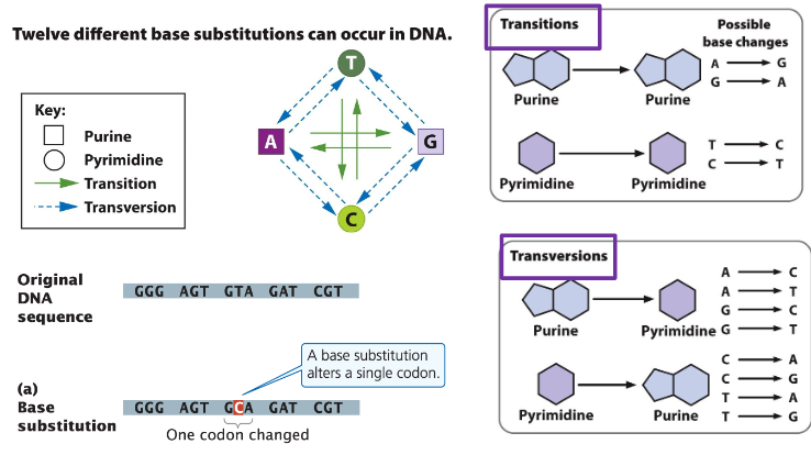 <p><strong>Transition (same base type switch)</strong><br> Replaces a pyrimidine with another pyrimidine (C <span data-name="left_right_arrow" data-type="emoji">↔</span> T) or a purine with another purine (A <span data-name="left_right_arrow" data-type="emoji">↔</span> G)</p><p><strong>Transversion (opposite base type switch)</strong><br> Replaces a pyrimidine with a purine or a purine with a pyrimidine</p>