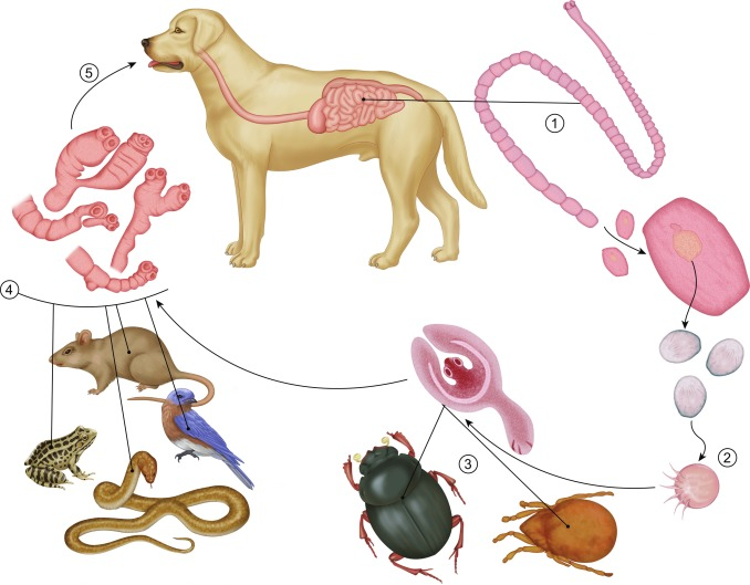 <p>Life cycle of?</p>