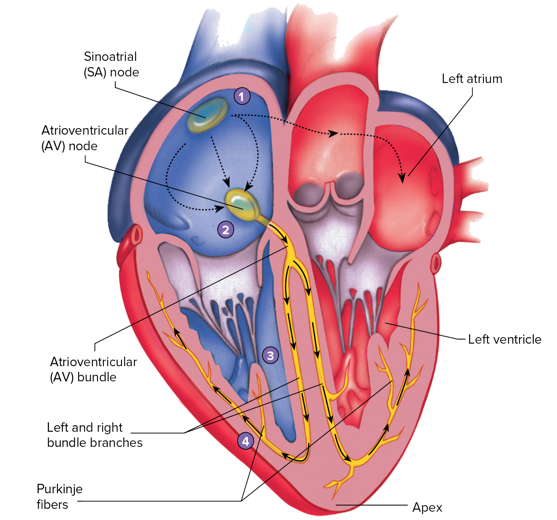 <ol><li><p>Sinoatrial node (SA node)</p></li><li><p>Atrioventricular node (AV node)</p></li><li><p>AV bundle (also known as bundle of his)</p></li><li><p>Right and left bundle branches</p></li><li><p>Purkinje fibers </p></li></ol><p></p>