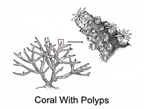 <p>coral w/ polyps SP</p>