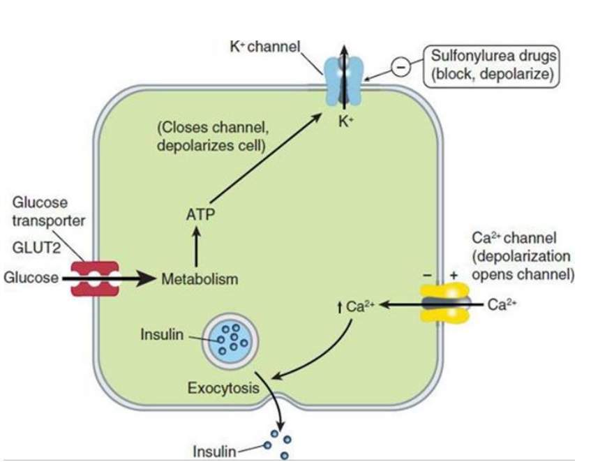 <p>Sulfonylureas</p>