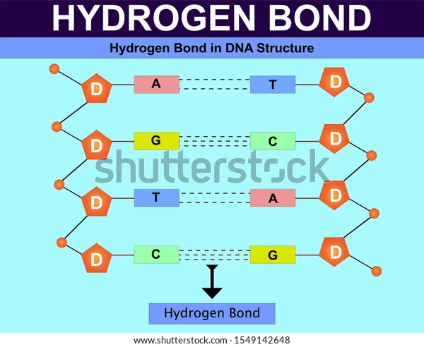 <p>make up the main force holding two DNA helices together</p><p>-each base pair has 2 (A&amp;T) or 3 (G&amp;C) H-bonds between nucleotides</p><p>-very weak individually but strong in large numbers</p>