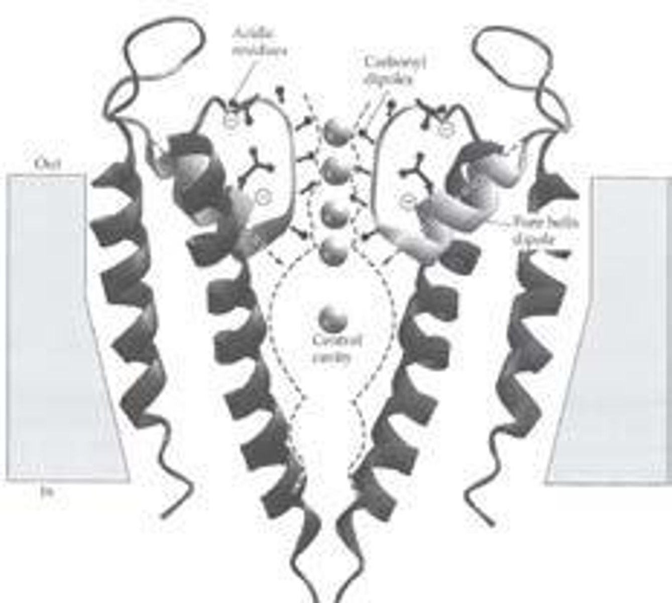 <p>Proteins regulating ion flow across cell membranes.</p>