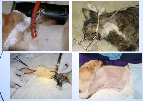 <p>Oesophagostomy feeding tube placement </p>