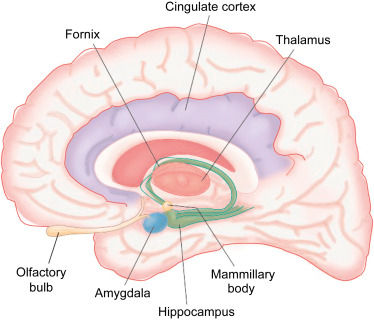 amygdala