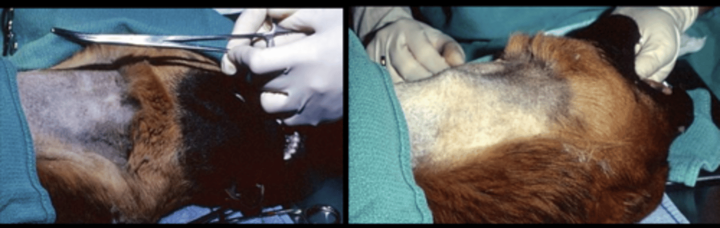<p>How should you place an oesophagostomy tube?</p>