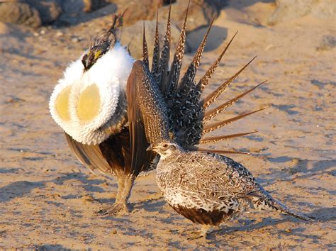 **Very large, long pointed tail feathers.** Dark grey-brown  speckled. Pale breast, **black belly**.

Male: black throat, greyer than female

Female: speckled and more brown
