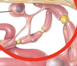 <ul><li><p>they are fairly common</p></li><li><p>they form myelin sheaths around axons (<strong>myelination</strong>)</p><ul><li><p><strong>similar to Schwann cells in PNS</strong></p></li></ul></li></ul><p></p>