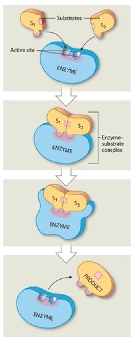 <p>1. Substrate binds to active site on enzyme, forming</p><p>enzyme-substrate complex</p><p>2. Substrate binding results in a temporary, reversible</p><p>change in shape of enzyme</p><p>3. Completed product detaches from the active site</p><p>4. Enzyme is able to repeat process</p>