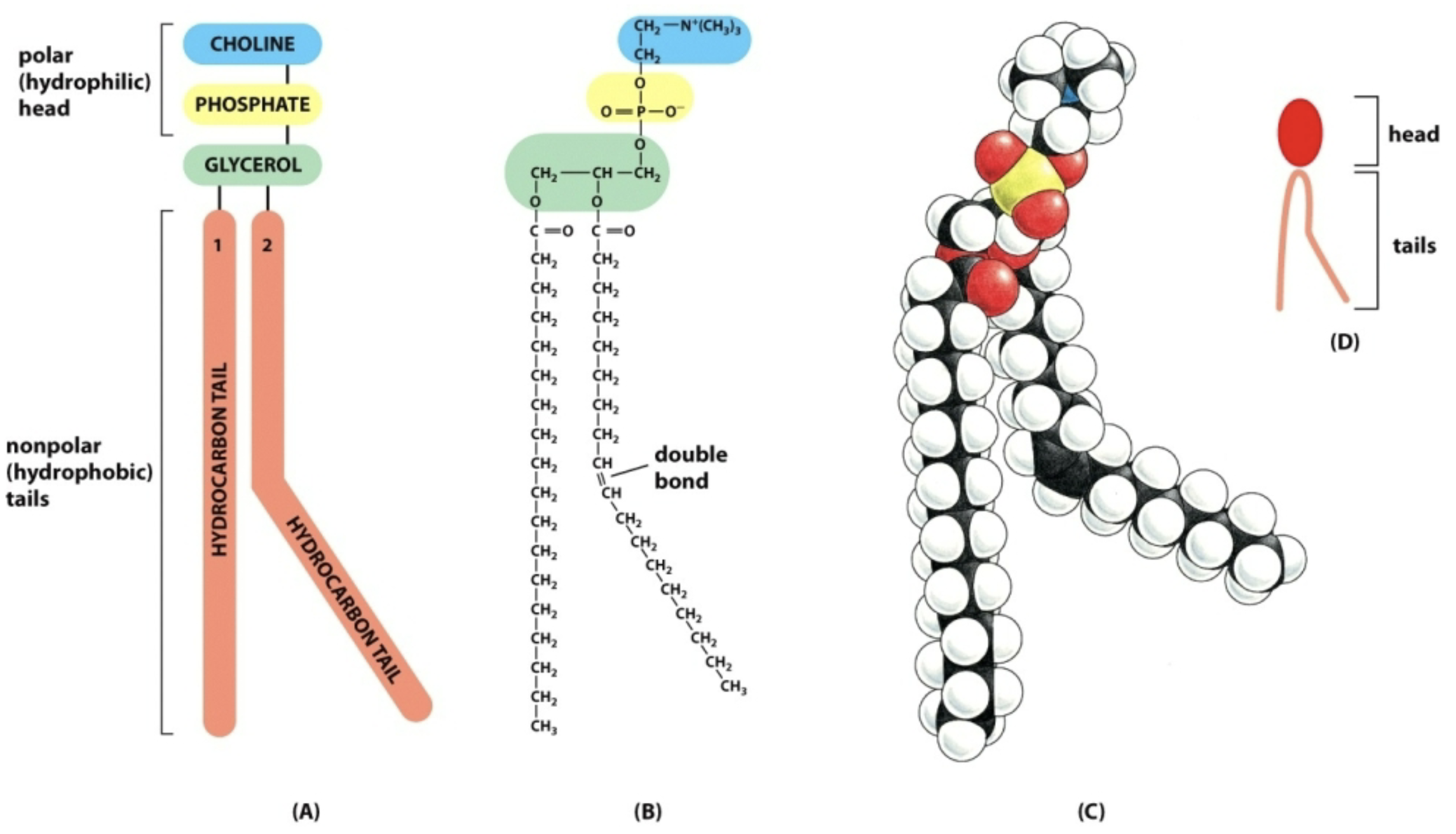 Phospholipid