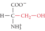 <p>Ser, S</p><ul><li><p>polar- uncharged</p></li><li><p>hydrogen bonding</p></li><li><p>—OH can be phosphorylated</p></li></ul><p></p>