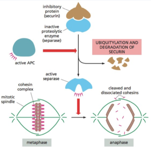 <p>Holds chromosomes together Cohesin cut by seperase - to go from metaphase to anaphase Seperase held by securin (inhibitory) APC ubiquitinates scurin and so releases separase when all chromosomes are lined up in middle of cell</p>