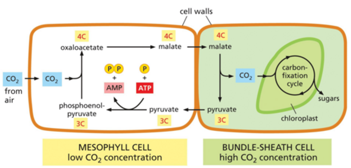 <p>How does C4 photosynthesis alleviate some of the inefficiencies of photorespiration?</p>