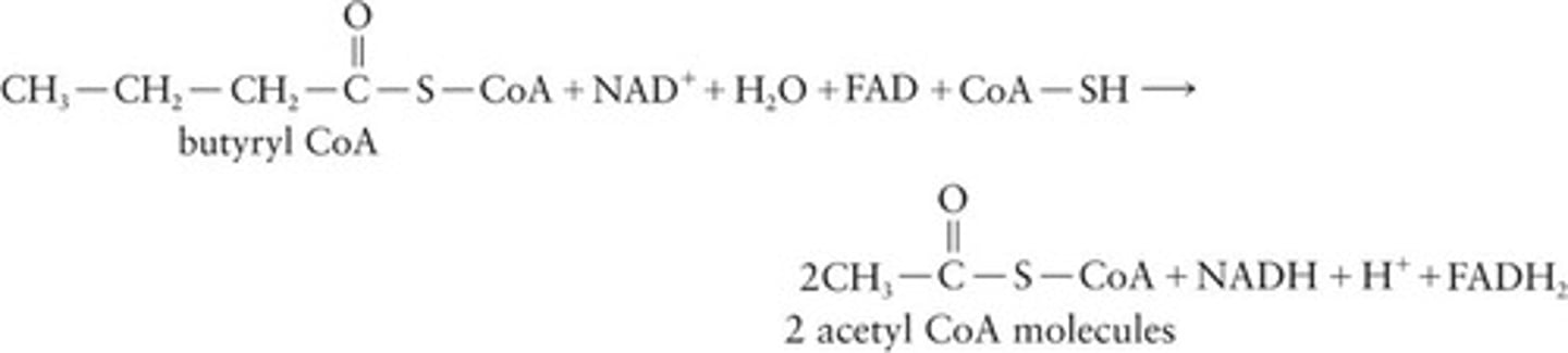 <p>Four-carbon chain that undergoes β-oxidation.</p>