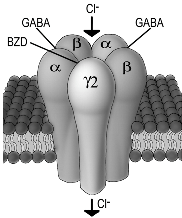 **is benzodiazepine which increases permeability to chloride.**