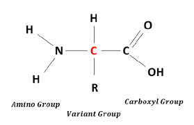 <p>has an amino group and a carboxyl group, there are 20 different types</p>