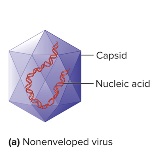<ol><li><p>capsid</p></li><li><p>nucleic acid</p></li></ol>