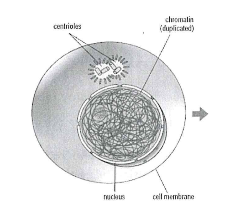 the cell cycle & mitosis Flashcards Knowt
