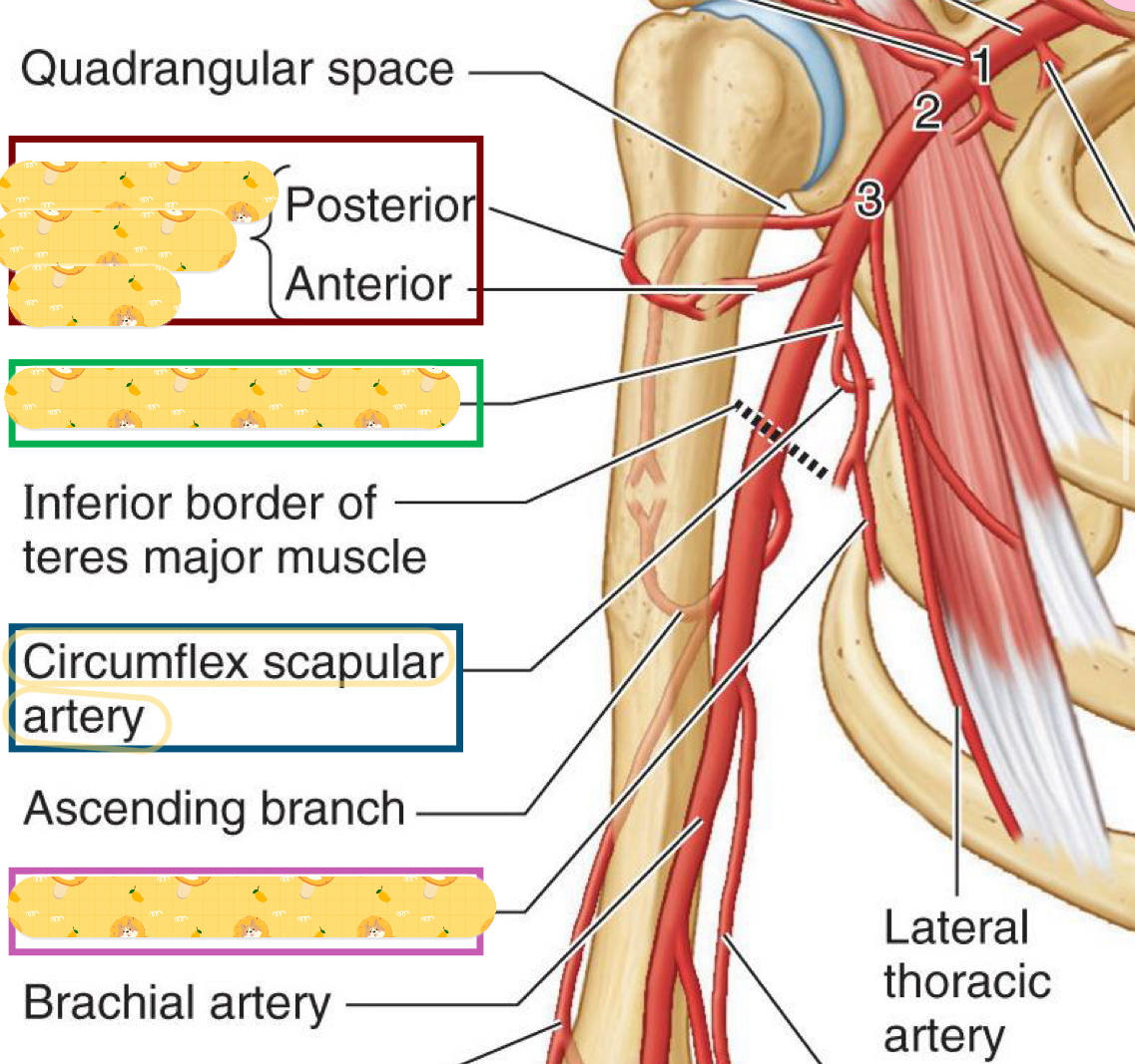 <p>Anterior and posterior circumflex humeral arteries </p>
