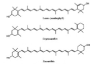<ul><li><p>Absorb blue light </p></li><li><p>Are antioxidants</p></li></ul><p></p>