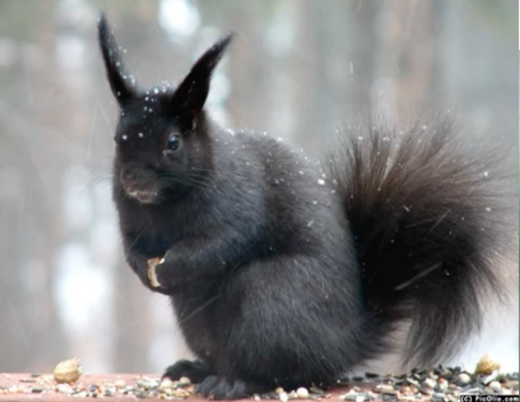 Abert's squirrel
