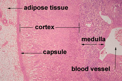 <p>inner part of the adrenal gland; responsible for producing and releasing epinephrine and norepinephrine (fight or flight part of stress response)</p>