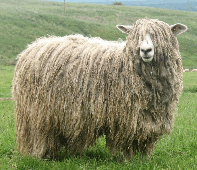 <ul><li><p><strong>Biggest</strong> of the Long-Wools</p><ul><li><p>Bigger than the Rambouillet</p></li><li><p><strong>Fastest growing</strong></p></li></ul></li><li><p><strong>Longest fleece </strong>of the Long-Wools</p><ul><li><p>Hair-like wool (drapes)</p></li></ul></li><li><p>Dark Pigmentation</p></li><li><p>Used for a lot of cross-breeding</p></li></ul><p></p>