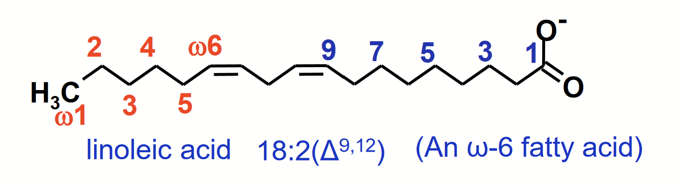 <p>Simplified nomenclature used to <strong>describe fatty acids</strong> specifies the <u>number of carbons</u> in the chain followed by the number of <u>double bonds</u>, separated by a colon.</p><p>The position of double bond(s) in unsaturated fatty acids is specified relative to the carboxyl carbon (C-1) by superscript numbers following Δ (e.g. 18:2(<span>Δ<sup>9, 12</sup>).</span></p><p><span>Alternative convention for polyunsaturated fatty acids is to specify the <u>position of double bonds relative to the methyl carbon</u> (omega, </span>ω), commonly used to signify ω3 and ω6 fatty acids.</p>