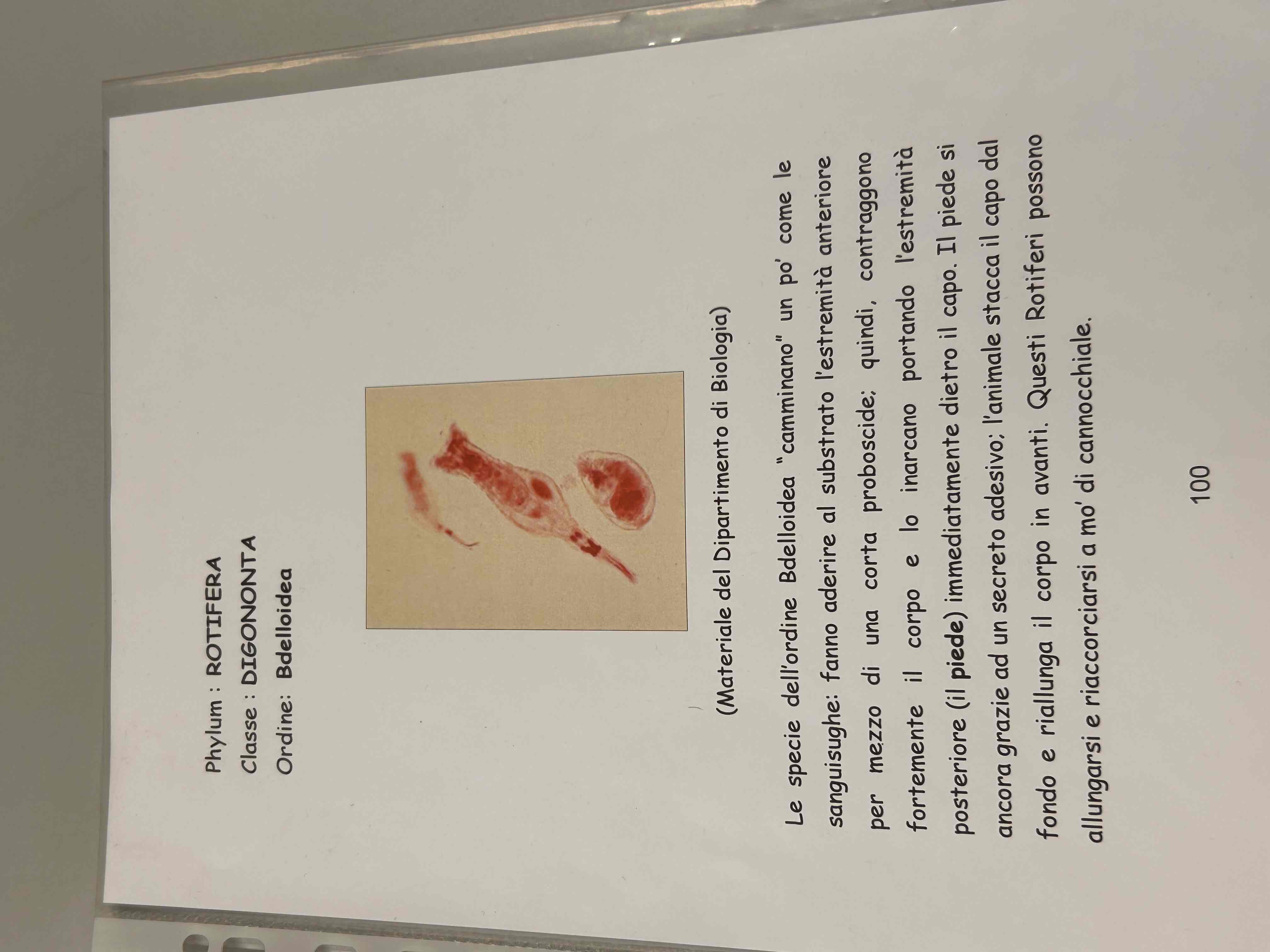 <p>Rotifera</p><p>Digononta</p><p>Bdelloidea</p>