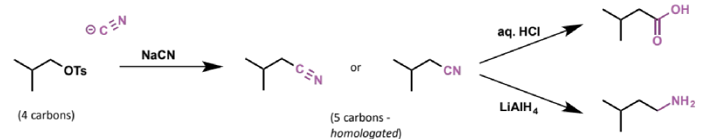 <ul><li><p>cyanide anion is a very good SN2 nucleophile (small, negatively charged on carbon)</p></li><li><p>products contain one more carbon than the starting materials - they have been homologated</p></li></ul><p></p>