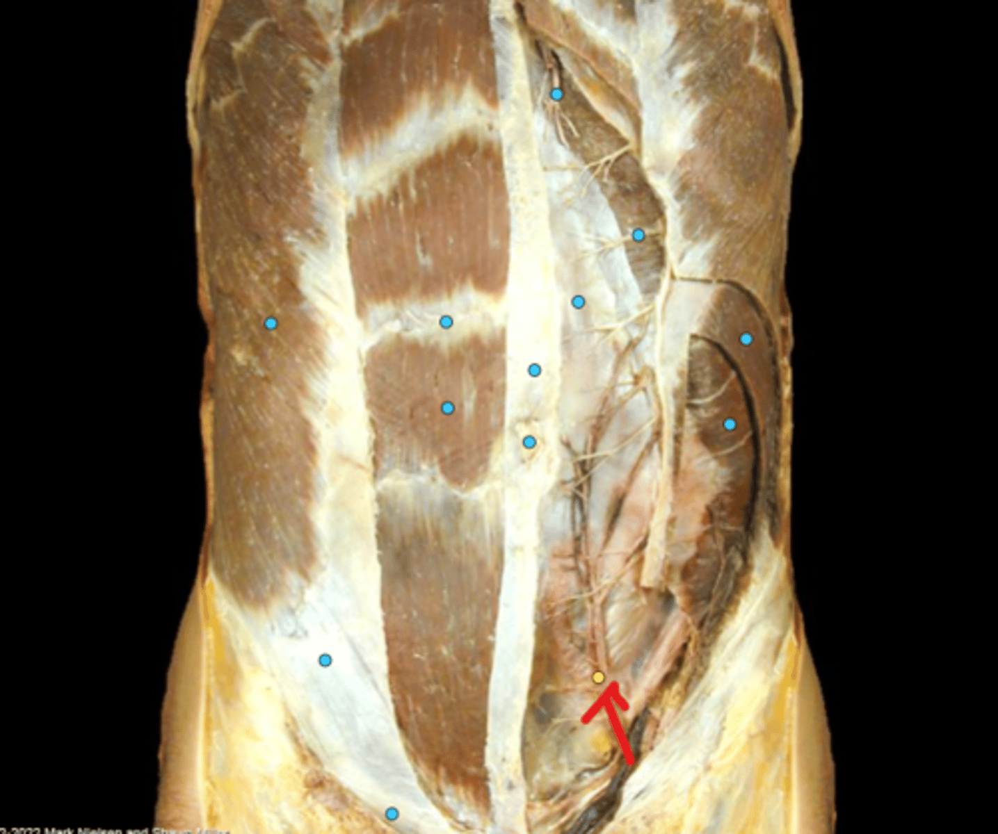 knowt flashcard image