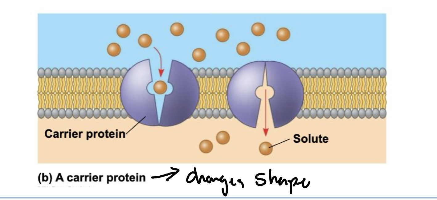 <p>Another type of transport proteins that bind to molecules and change shape to shuttle them across to membrane&nbsp;</p>
