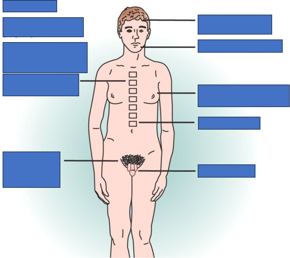 <p>what does a person with hypogonadism look like or have</p>