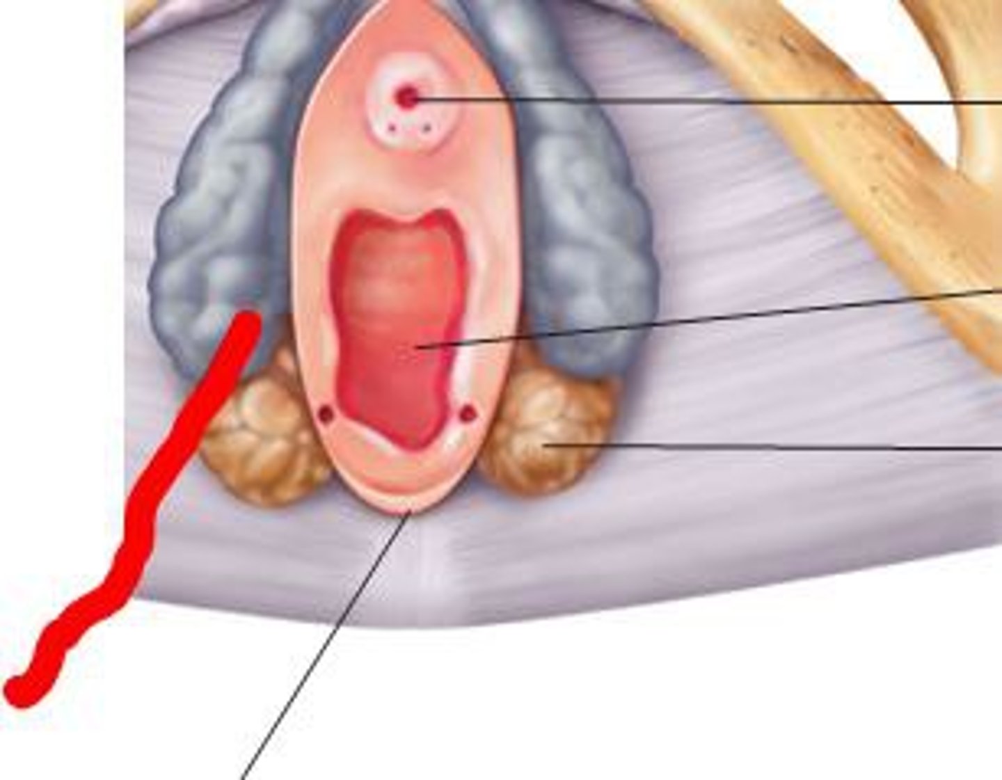 <p>space between labia minora</p>