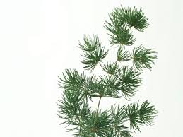 <p>Ming Fern - Asparagus Retrofractus</p>