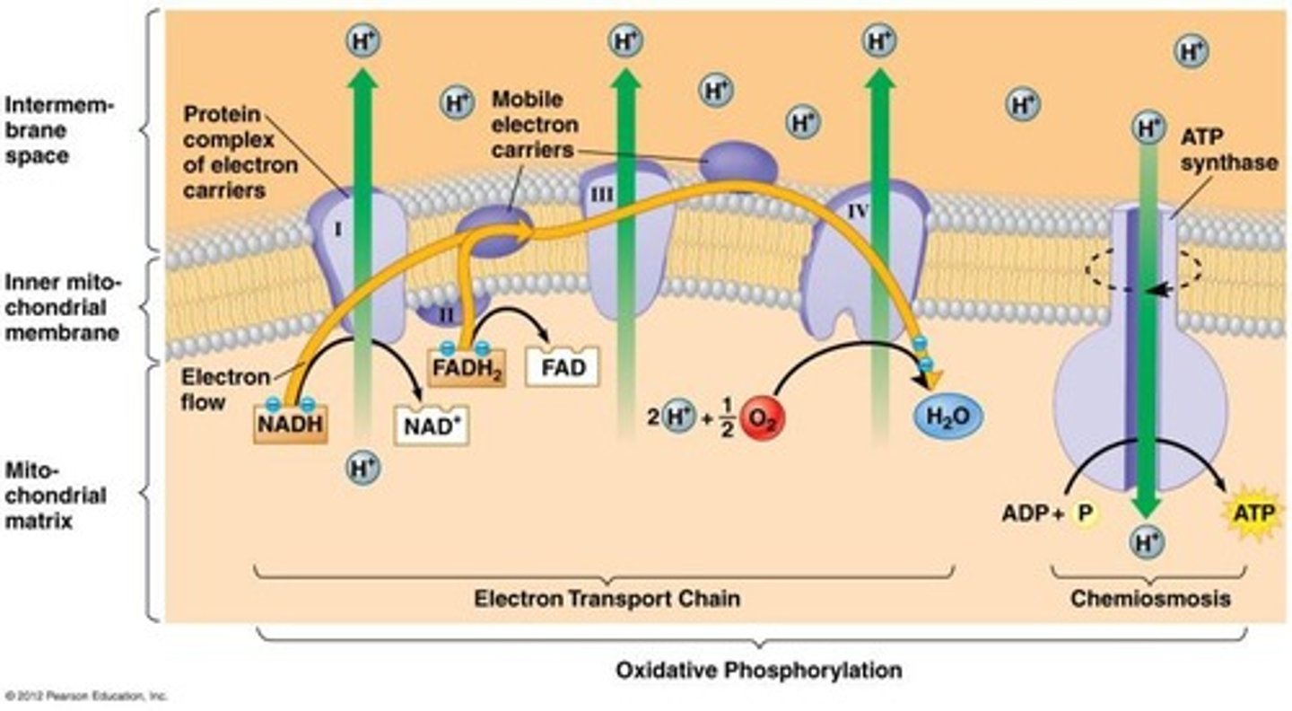 <p>The process by which ATP is produced using the electron transport chain and chemiosmosis.</p>