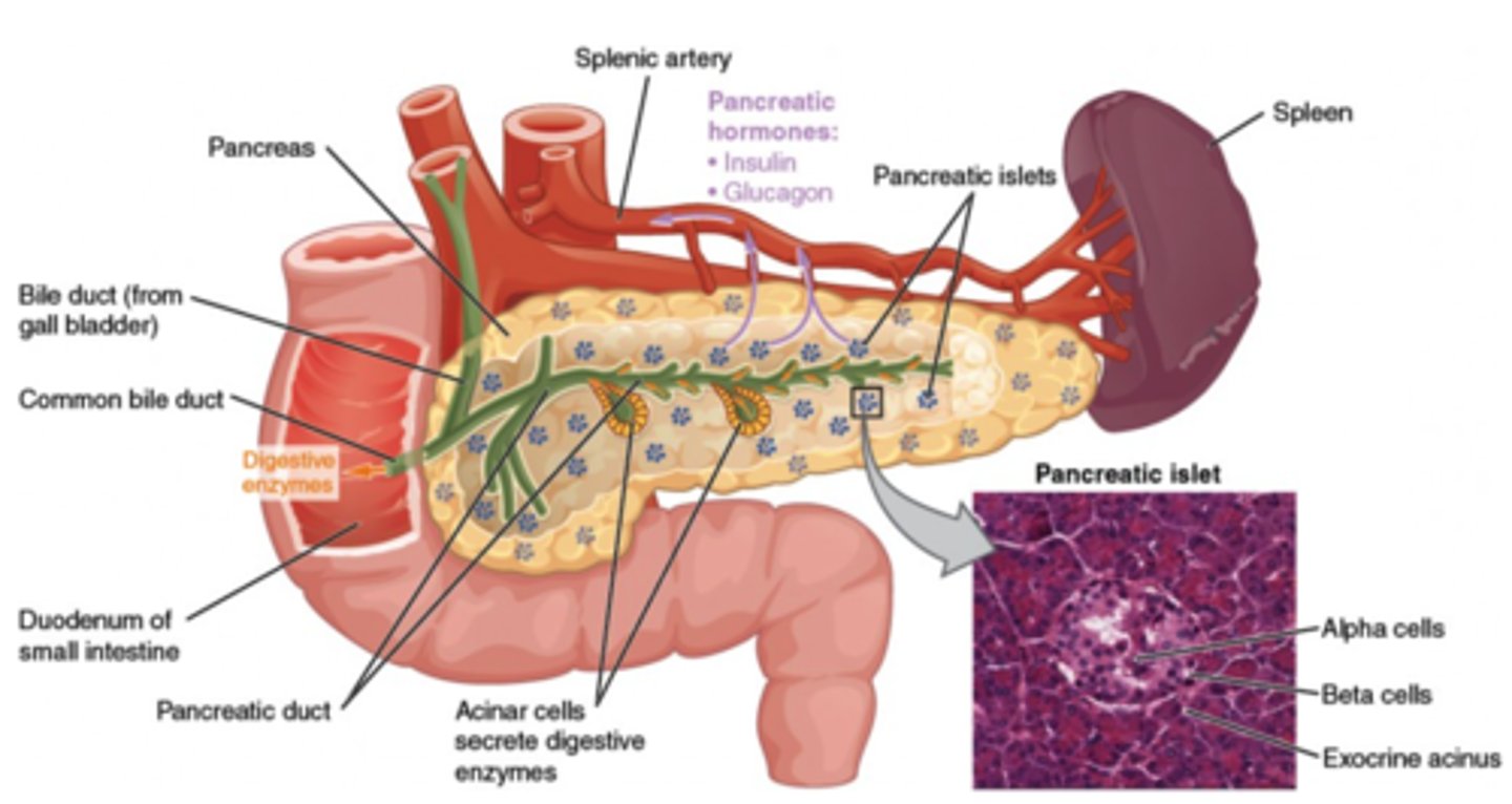 <p>exocrine and endocrine</p><p>(Note: it releases digestive enzymes via the pancreatic duct, and insulin + glucagon into blood)</p>