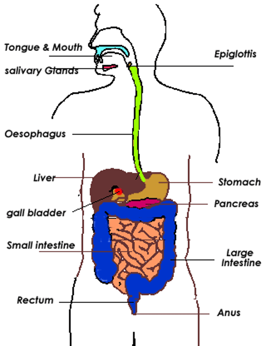 <p>esophagus, liver, gallbladder, pancreas, stomach, small intestine, large intestine, cecum, rectum</p>