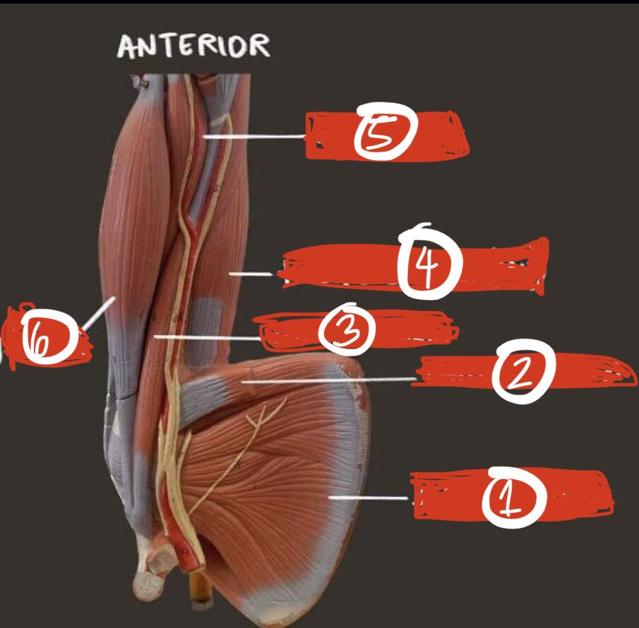 <p>Anterior part number 2</p>
