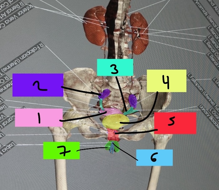 <p>Vicky reproductive cadaver: 4 </p>
